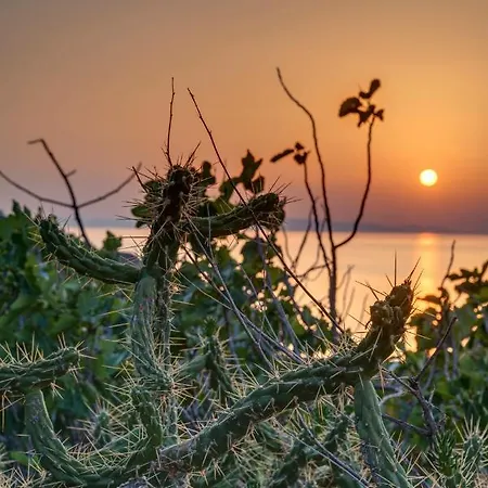 Vakantiehuis Cactus Guesthouse, συρος Kini